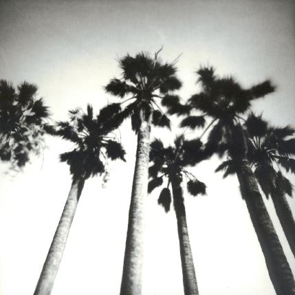 datepalms